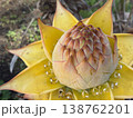 ブロメリアの蕾と黄色い苞葉 138762201