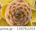 ブロメリアの蕾クローズアップ 138762203