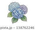 紫陽花の花 水彩風ボタニカルイラスト（透過素材） 138762246