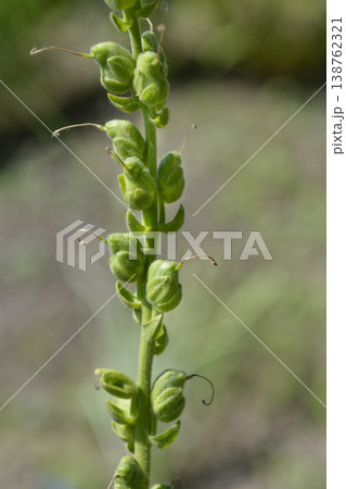 Snapdragon seed pods 138762321