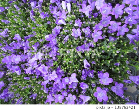 ベルフラワー(オトメギキョウ)の花のアップ ベルフラワー(オトメギキョウ)の花のアップ 138762421