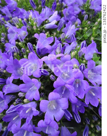 ベルフラワー(オトメギキョウ)の花のアップ ベルフラワー(オトメギキョウ)の花のアップ 138762422