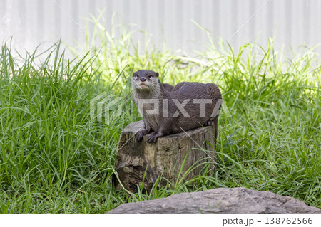 Photograph of an Otter sitting on a tree stump in a grassy field 138762566