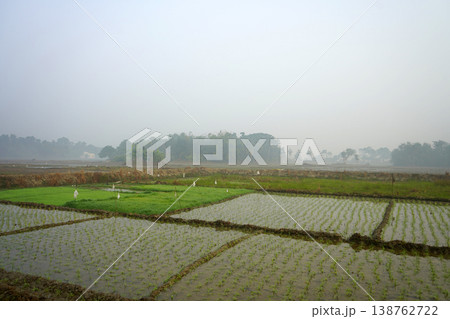 Panoramic view of a rural agricultural paddy field landscape under a misty morning sky Panoramic view of a rural agricultural paddy field landscape under a misty morning sky 138762722