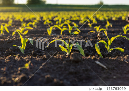 Fresh corn sprouts emerge from rich soil, reaching for sunlight in a vibrant field, as the morning light casts a warm glow Fresh corn sprouts emerge from rich soil, reaching for sunlight in a vibrant field, as the morning light casts a warm glow 138763069