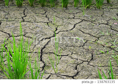 水不足　ひび割れ　渇水　雨不足　干ばつ　地割れ　イメージ素材　稲作　 138763135