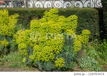 Green yellow euphorbia plants growing in garden bed near hedge and fence, spring flowering ornamental plants in urban landscaping. Garden landscaping, spring plants, botanical background, ornamental Green yellow euphorbia plants growing in garden bed near hedge and fence, spring flowering ornamental plants in urban landscaping. Garden landscaping, spring plants, botanical background, ornamental 138763414