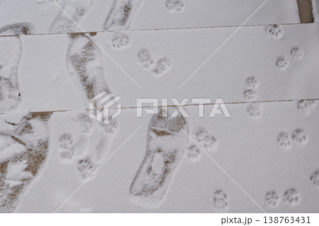 Close-up of human footprints and small animal paw prints in fresh white snow on a wooden deck with a winter atmosphere. 138763431
