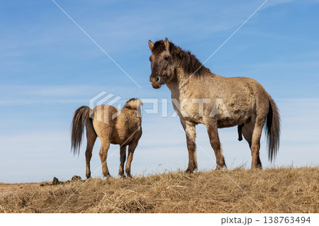 Foal and mare on hilltop in sunlight. Mother horse and her foal observing distant horizon 138763494