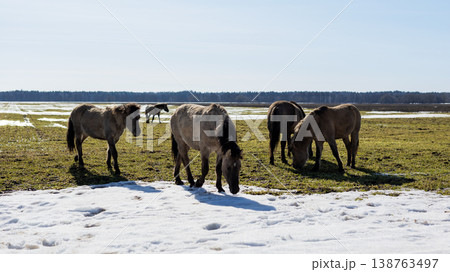 Horses rest in snowy marshland. Calm landscape with grazing horses and expansive sky overhead 138763497