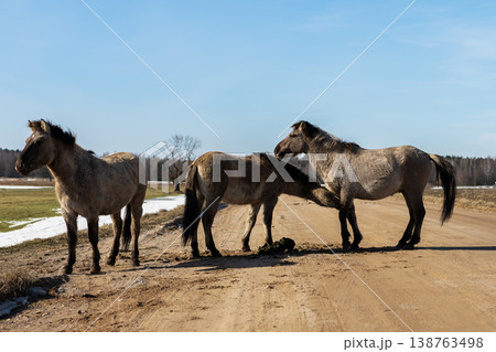 Rustic scene shows two horses caring for each other amidst earthy landscape and gentle sunlight 138763498