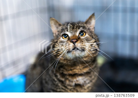 Hopeful feline awaiting. Cat looks up inside shelter. Striped tabby with luminous amber eyes 138763509