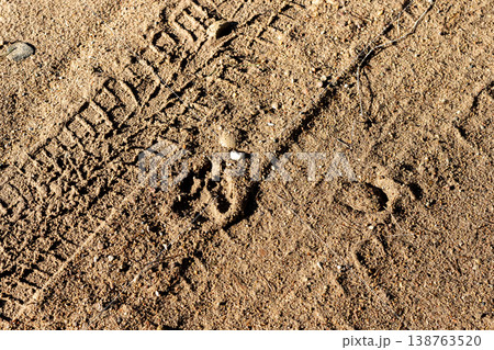 Beach evening stroll. Relaxed seaside walk featuring textured sand and playful dog prints 138763520