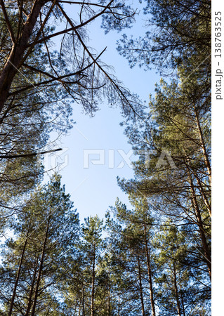 Looking up at majestic pine trees. Tall forest canopy captured from ground perspective 138763525