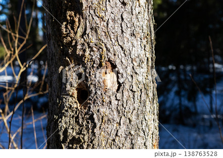 Winter forest scene. Quiet winter story told by textured bark and snowy woodland background 138763528