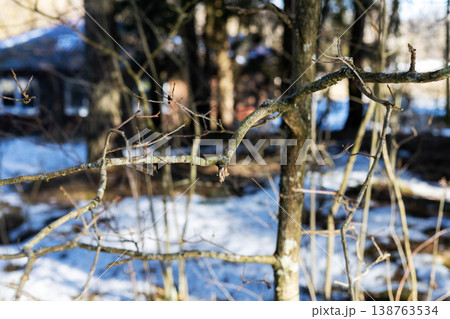 Tranquil icy branches displayed amidst softly blurred residential setting under gentle sunlight 138763534