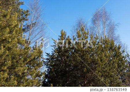 Woodland scene view. Peaceful rural landscape with textured trees and distant horizon 138763549