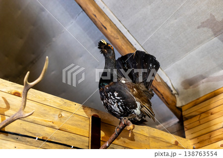 Rustic barn wildlife image. Farmyard capercaillie displaying alertness and graceful plumage Rustic barn wildlife image. Farmyard capercaillie displaying alertness and graceful plumage 138763554