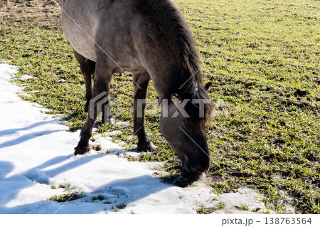 Serene pastoral landscape illustrating horses among flourishing meadows and shifting seasons Serene pastoral landscape illustrating horses among flourishing meadows and shifting seasons 138763564
