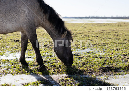 Grazing horse near thawing winter snow. Animal feeds on fresh green shoots amid soft terrain Grazing horse near thawing winter snow. Animal feeds on fresh green shoots amid soft terrain 138763566