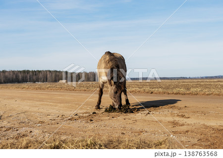 Mudcovered horse. Solitary equine in plain. Horse trudges through arid landscape quietly Mudcovered horse. Solitary equine in plain. Horse trudges through arid landscape quietly 138763568