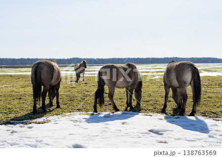 Tranquil scene depicting solitary horse joining grazing group near melting marshland 138763569