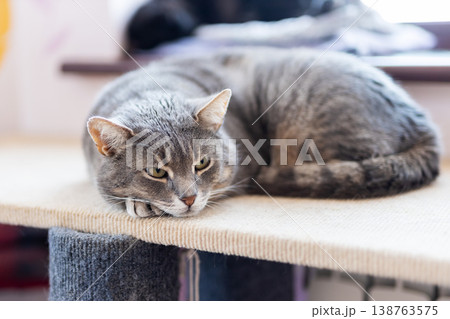 Tranquil grey tabby curled up on natural light filled perch with serene expression Tranquil grey tabby curled up on natural light filled perch with serene expression 138763575