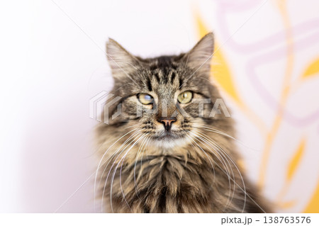 Charming studio portrait showcasing poised tabby with vivid green gaze and accentuated whiskers 138763576