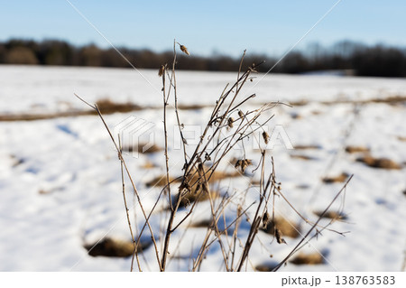 Serene winter scene featuring dried grasses and softfocus background in cool blue hues 138763583