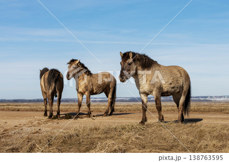 Small group of horses displaying different postures in natural landscape by water Small group of horses displaying different postures in natural landscape by water 138763595