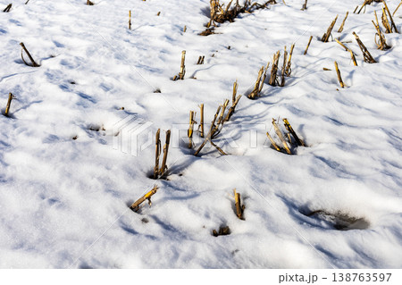 Frozen earth begins to thaw. Icy terrain gradually stirs as spring approaches with new growth Frozen earth begins to thaw. Icy terrain gradually stirs as spring approaches with new growth 138763597