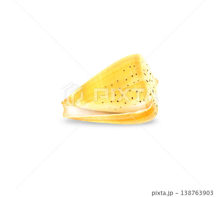 Yellow cone seashell isolated on clean background, exotic marine shell with natural pattern Yellow cone seashell isolated on clean background, exotic marine shell with natural pattern 138763903