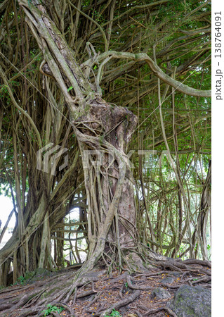Banyan tree densely in a lush forest during the day in Hawaii. Banyan tree densely in a lush forest during the day in Hawaii. 138764091