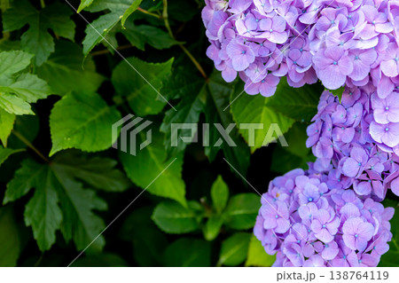 紫色の紫陽花のクローズアップ 138764119