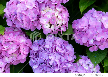 美しく重なり合う紫色の紫陽花 138764120