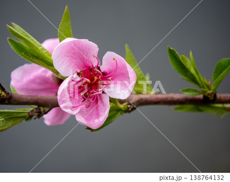 Macro shot of a blooming pink peach flower with green leaves on a branch. Spring nature background with soft bokeh Macro shot of a blooming pink peach flower with green leaves on a branch. Spring nature background with soft bokeh 138764132