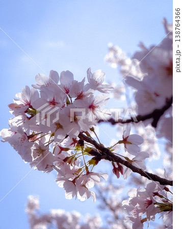 青空に映える桜 青空に映える桜 138764366