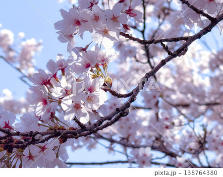 青空に映える桜 青空に映える桜 138764380