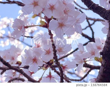 青空に映える桜 青空に映える桜 138764384