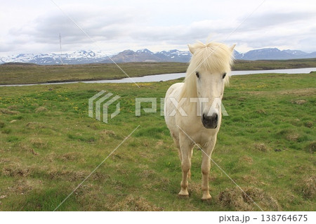A white Icelandic horse stands facing the camera in a lush green field. A white Icelandic horse stands facing the camera in a lush green field. 138764675