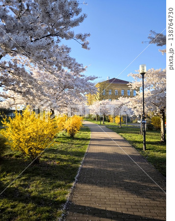 Blooming pink sakura in a spring city park on a sunny day Blooming pink sakura in a spring city park on a sunny day 138764730
