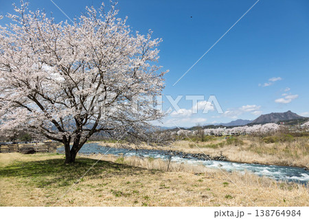 春の吾妻川 群馬県 春の吾妻川 群馬県 138764984