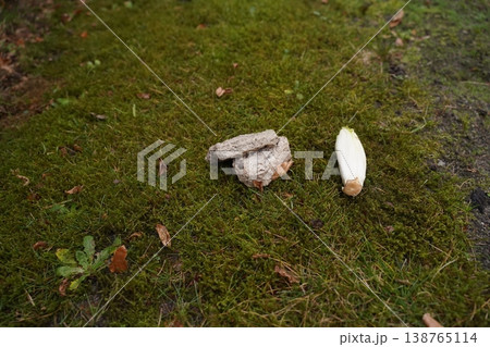 Two mushrooms on a mossy forest floor with scattered leaves and grass 138765114