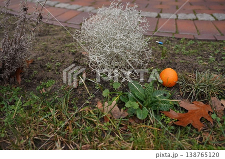 Dried tumbleweed on grass beside an orange ball and fallen leaf near a brick walkway 138765120