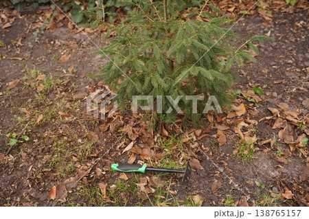 Small evergreen tree sapling planted in soil with fallen leaves; a green-handled gardening tool lies on the ground Small evergreen tree sapling planted in soil with fallen leaves; a green-handled gardening tool lies on the ground 138765157