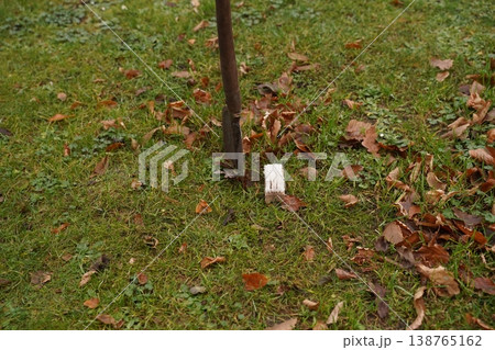 Wooden post in grassy yard with fallen autumn leaf and a small light object on the ground Wooden post in grassy yard with fallen autumn leaf and a small light object on the ground 138765162