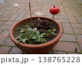 Flowerpot with soil and small green plant on a paved patio; a red apple is skewered on a stick as a marker 138765228