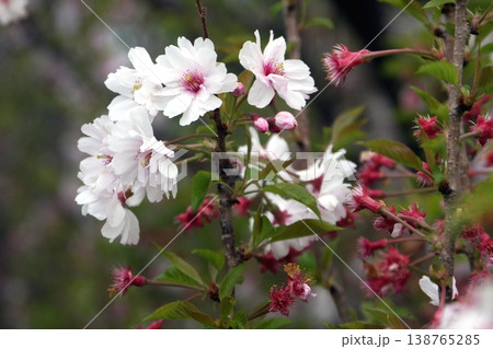 クマガイザクラ・熊谷桜 バラ科サクラ属 淡い紅色 (2026.4.9) 桜手帖 熊谷さくら運動公園 138765285