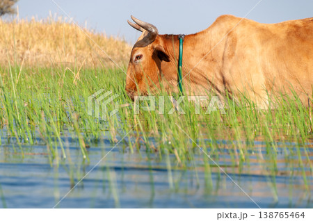 Cattle grazing in the Okavango Delta Cattle grazing in the Okavango Delta 138765464