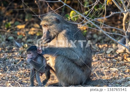 Baboon family in Chobe 138765541